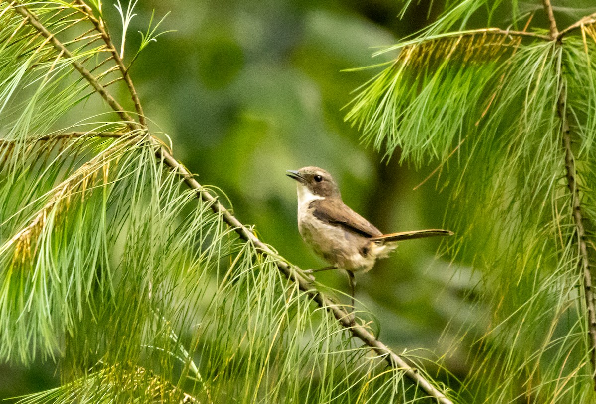 Gray Bushchat - ML620484031