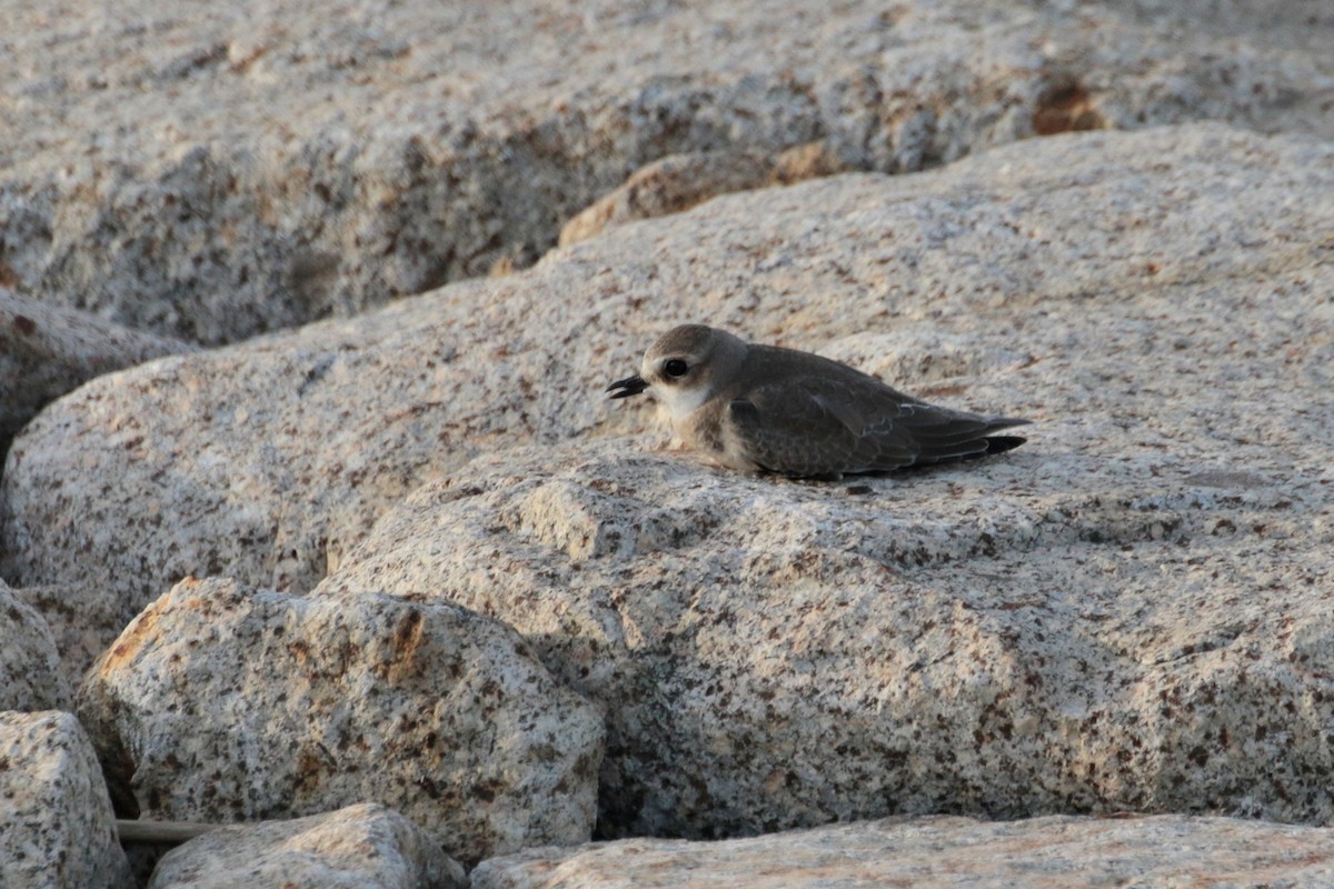 Siberian Sand-Plover - ML620484032