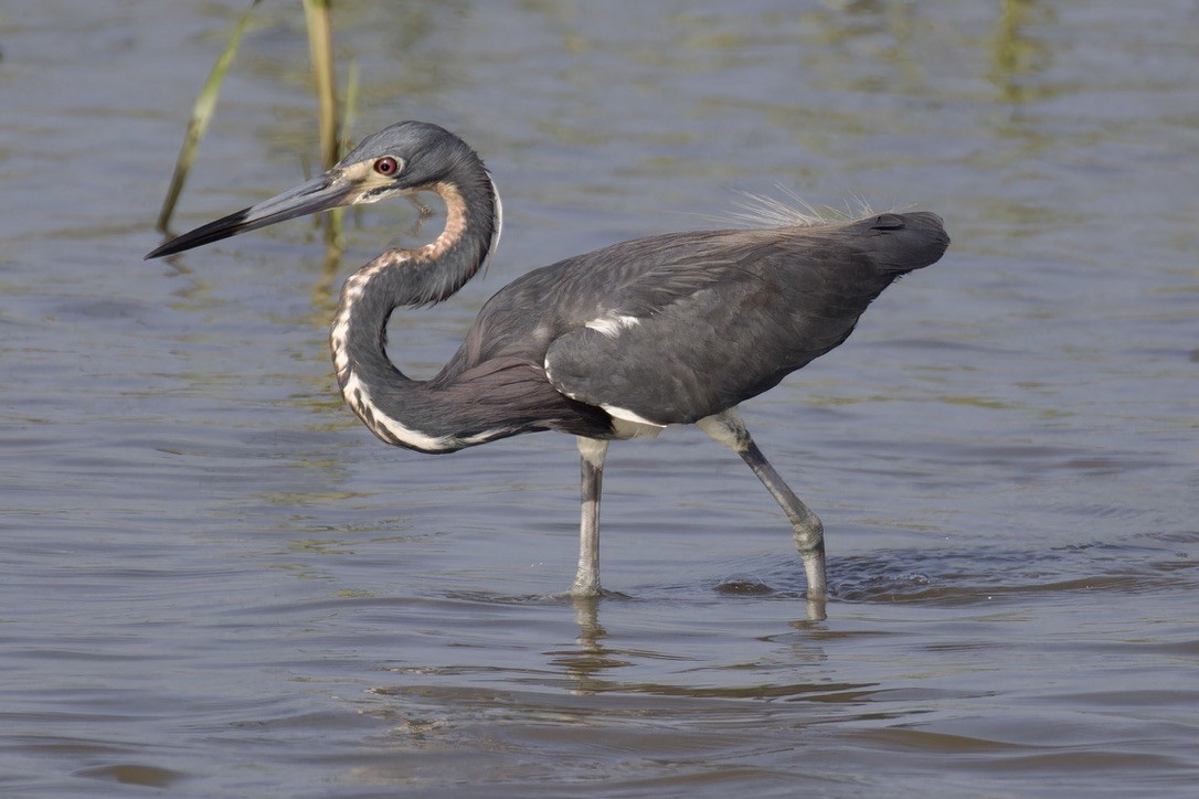 Tricolored Heron - ML620484036