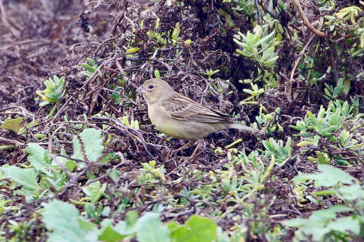 Grassland Yellow-Finch - ML620484040