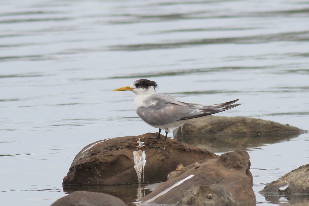 Great Crested Tern - ML620484042
