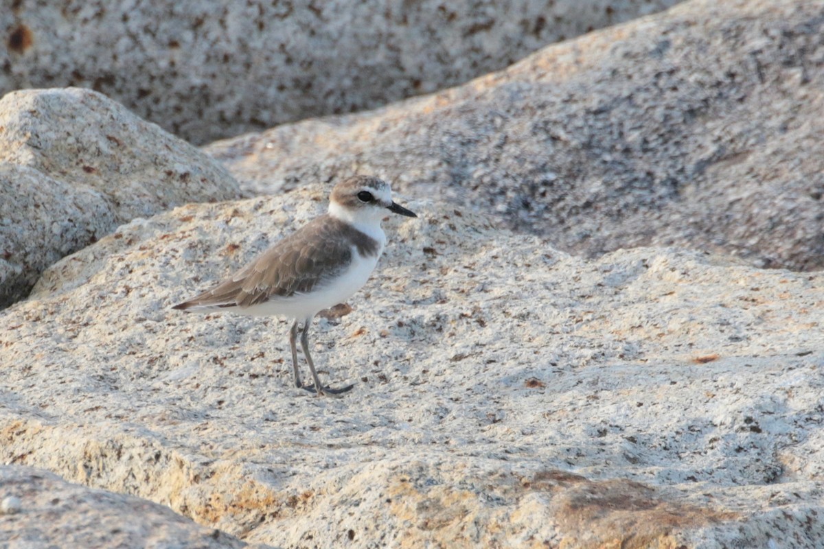 Kentish Plover - ML620484043