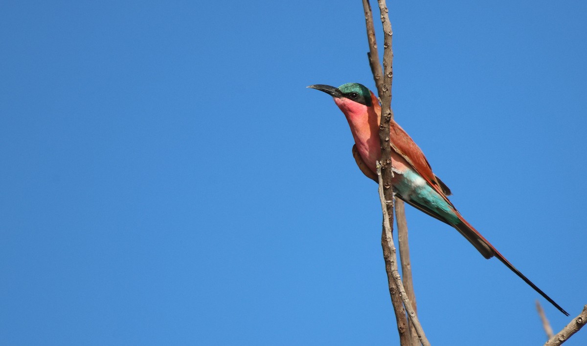 Southern Carmine Bee-eater - ML620484044