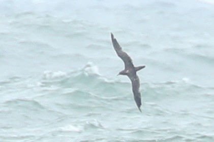 Wedge-tailed Shearwater - ML620484049