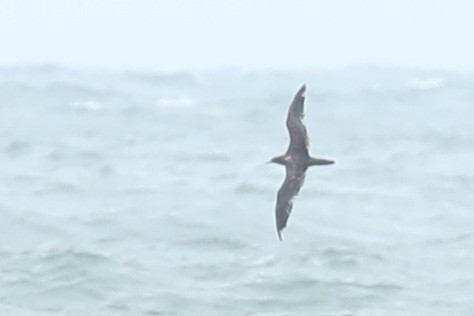 Wedge-tailed Shearwater - ML620484051