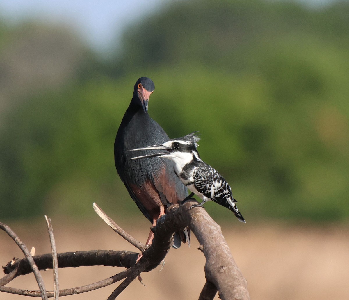 Pied Kingfisher - ML620484056