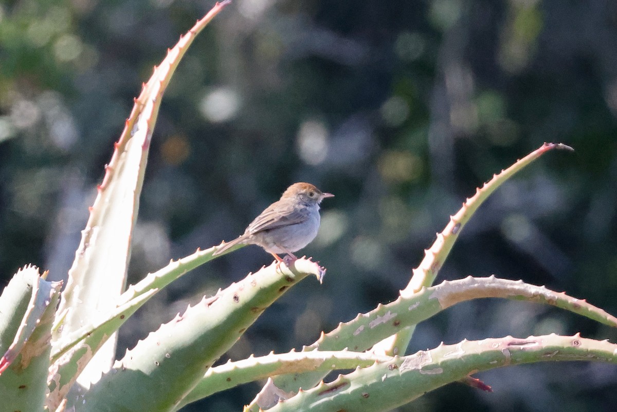 Piping Cisticola - ML620484064