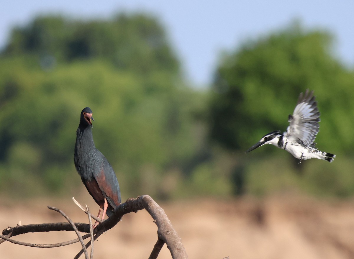 Rufous-bellied Heron - Frank Willems - Birding Zambia