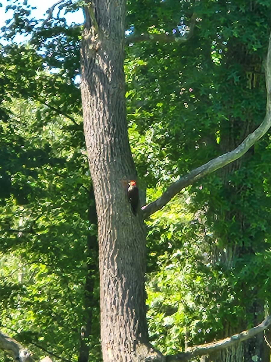 Pileated Woodpecker - ML620484069