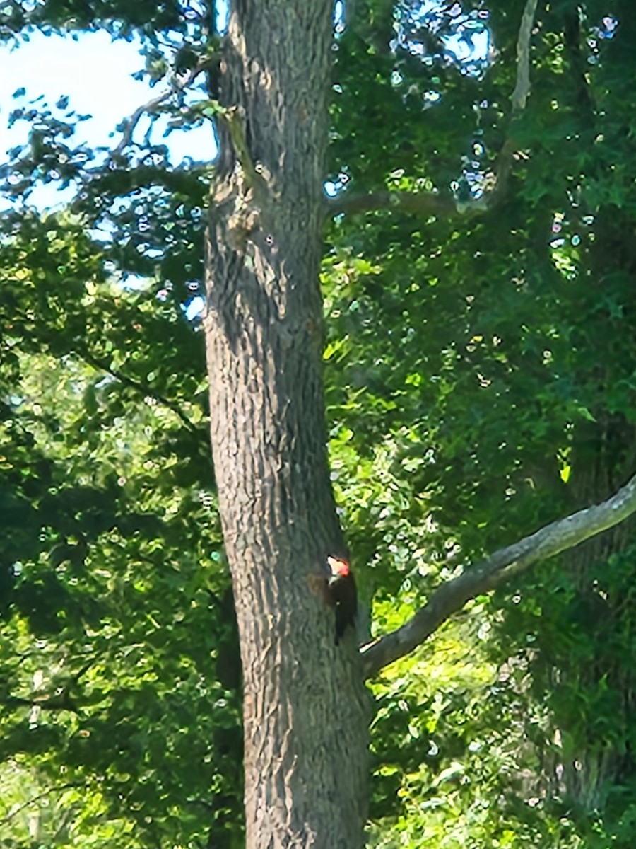 Pileated Woodpecker - ML620484070