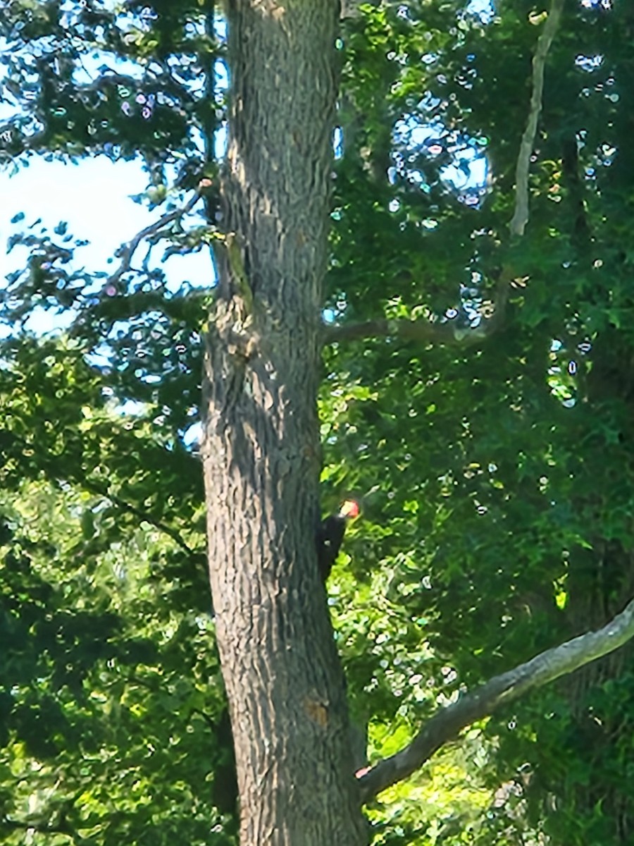 Pileated Woodpecker - ML620484071