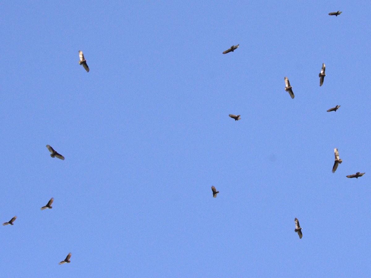 Turkey Vulture - ML620484073