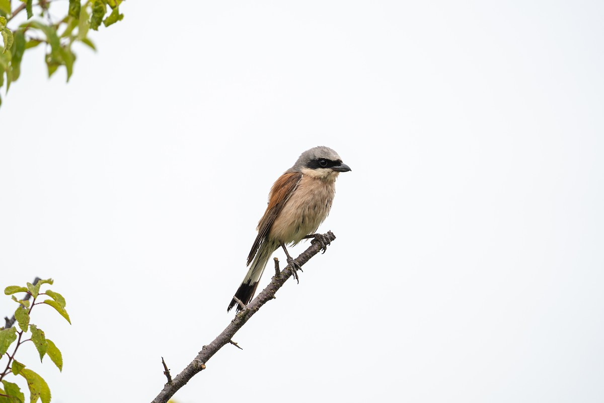 Red-backed Shrike - ML620484074