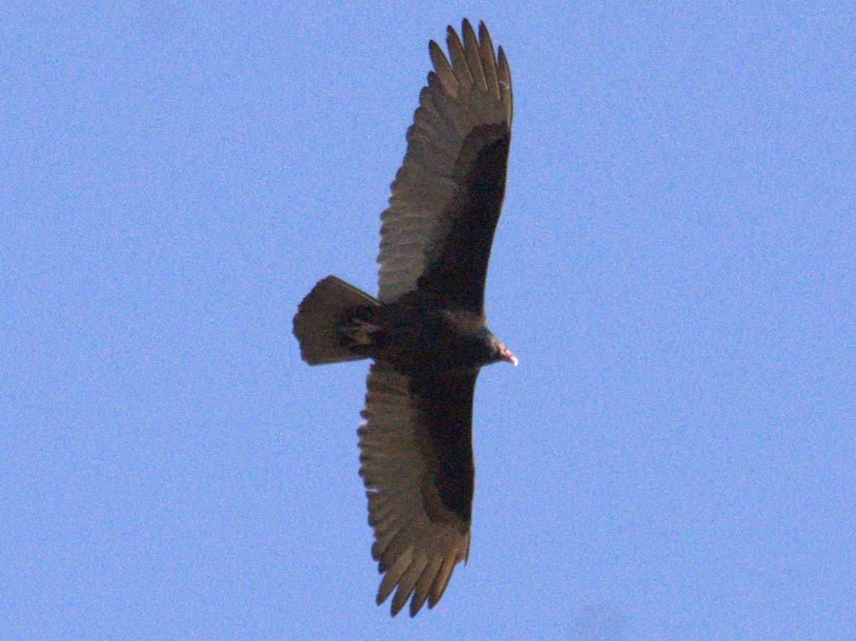 Turkey Vulture - ML620484075