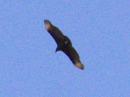 Black Vulture - ML620484076