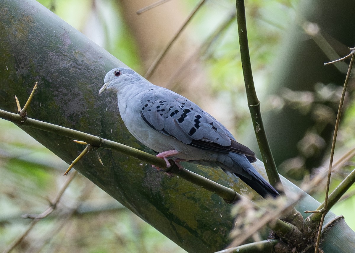 Blue Ground Dove - ML620484077