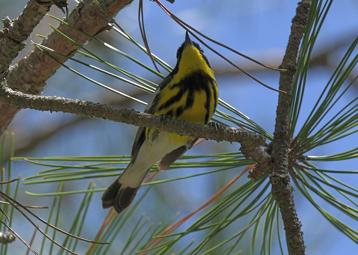 Magnolia Warbler - ML620484080