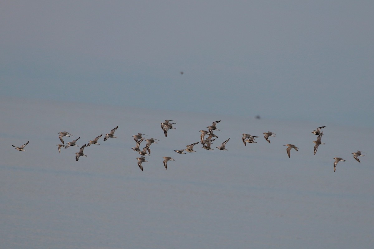 Black-bellied Plover - ML620484082