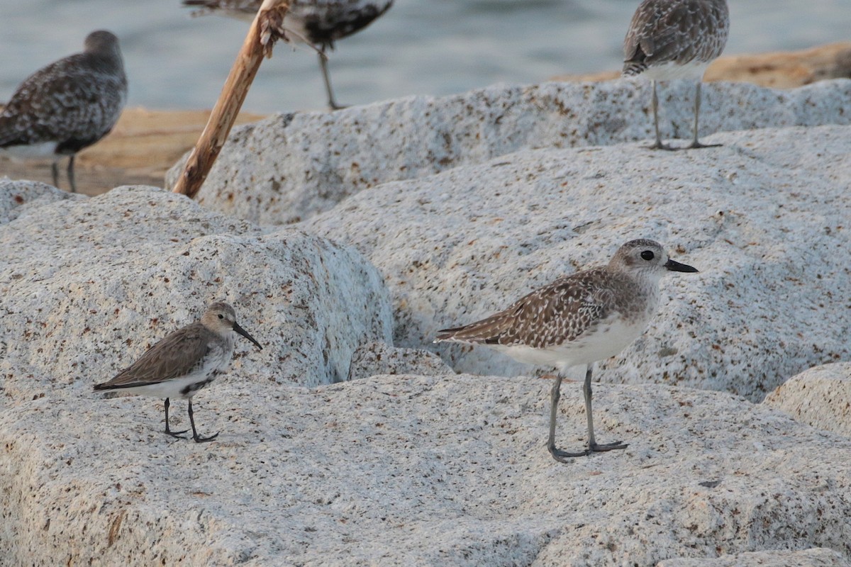 Black-bellied Plover - ML620484086