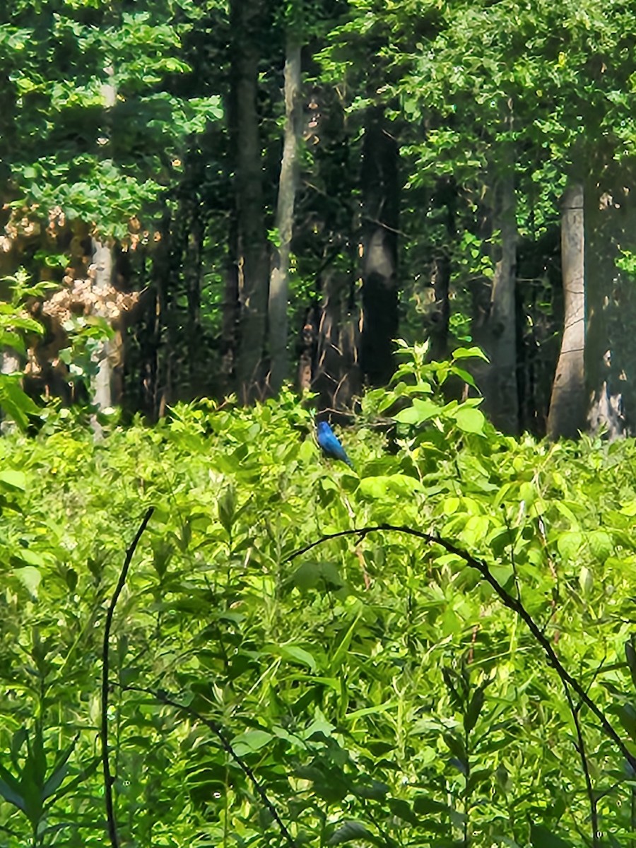 Indigo Bunting - ML620484089