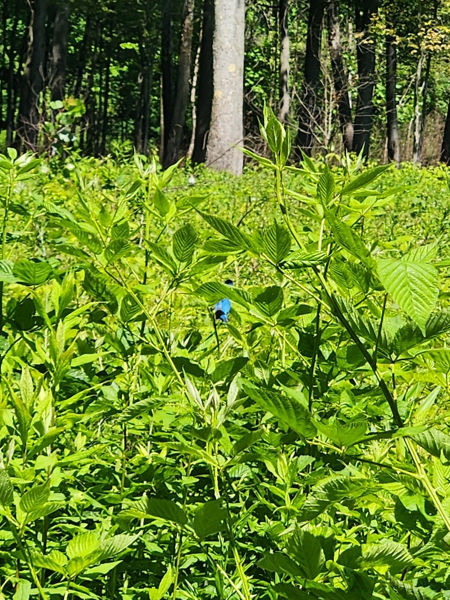 Indigo Bunting - ML620484091