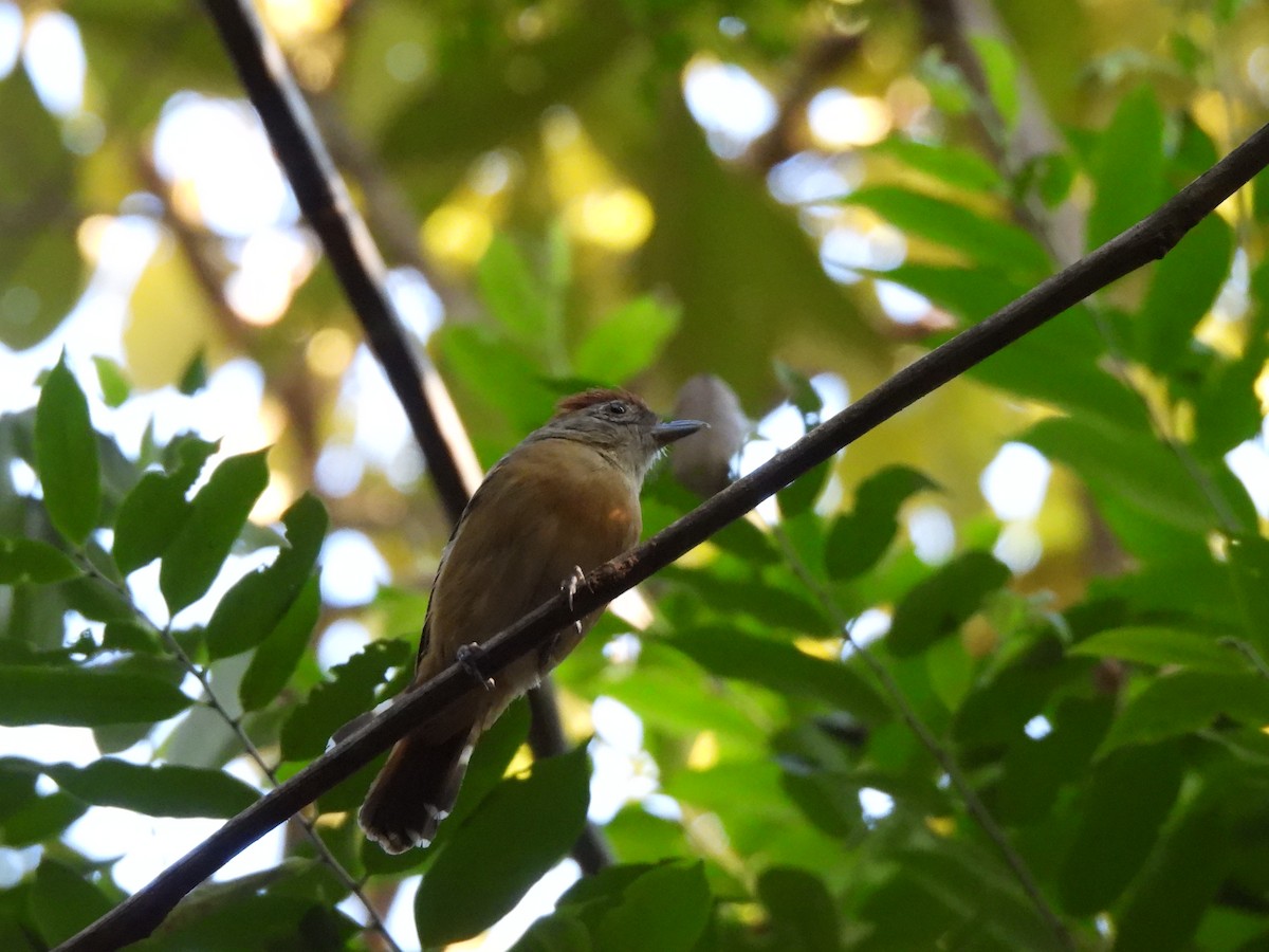 Planalto Slaty-Antshrike - ML620484097