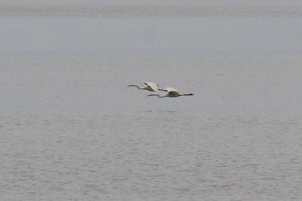 Little Egret (Australasian) - ML620484099