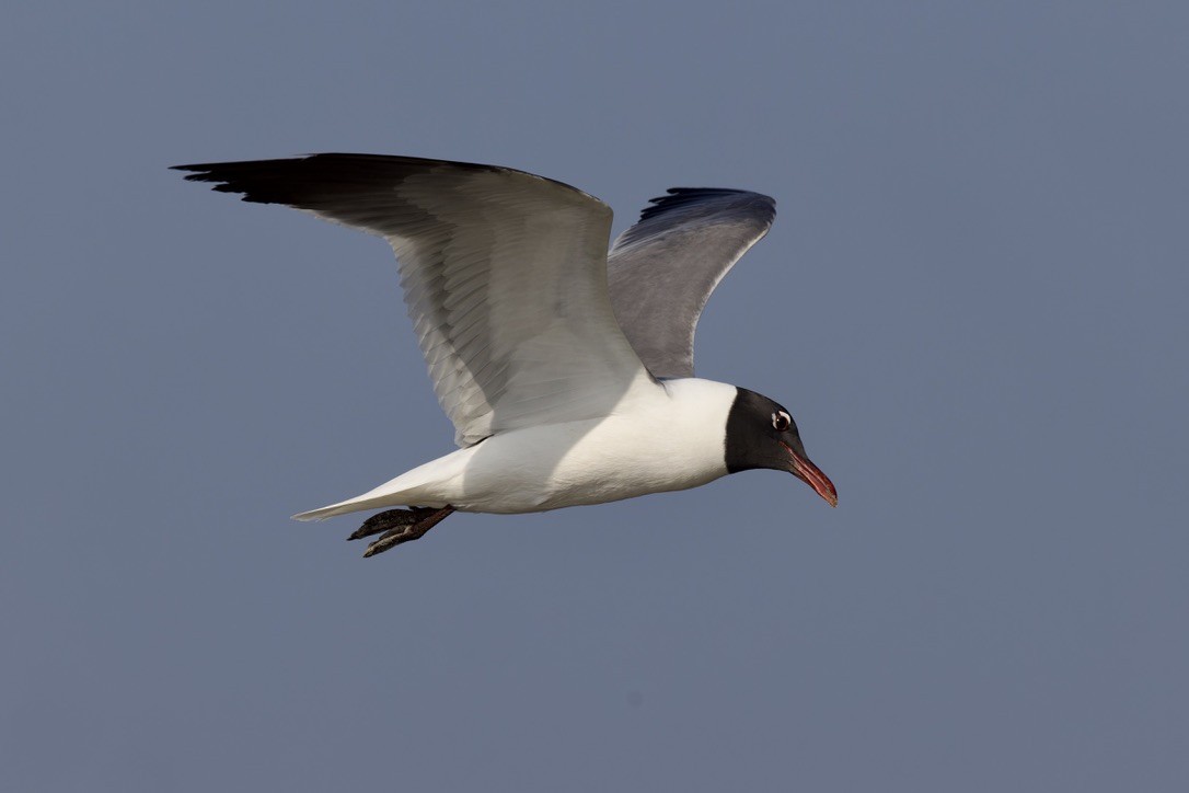 Laughing Gull - ML620484103