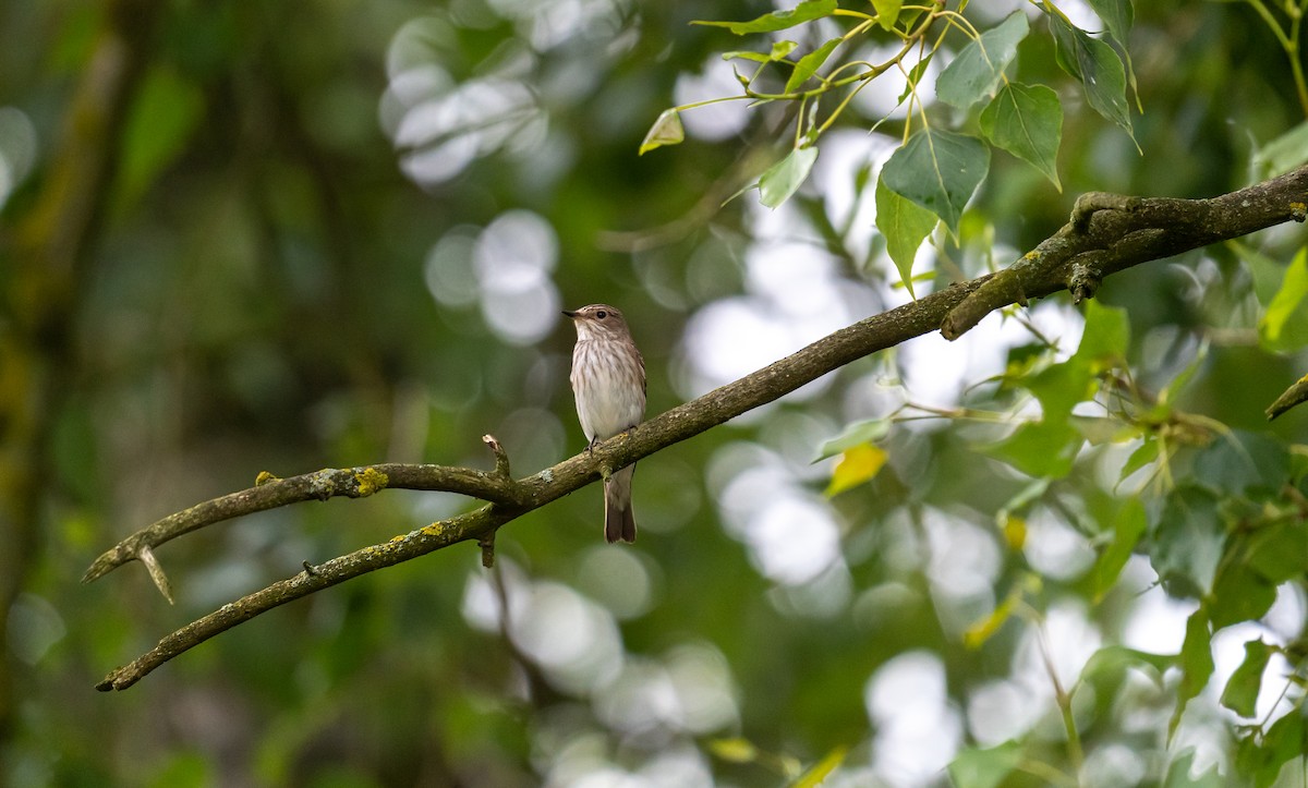 Spotted Flycatcher - ML620484106