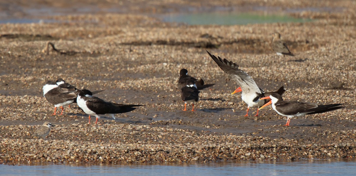 White-fronted Plover - ML620484107