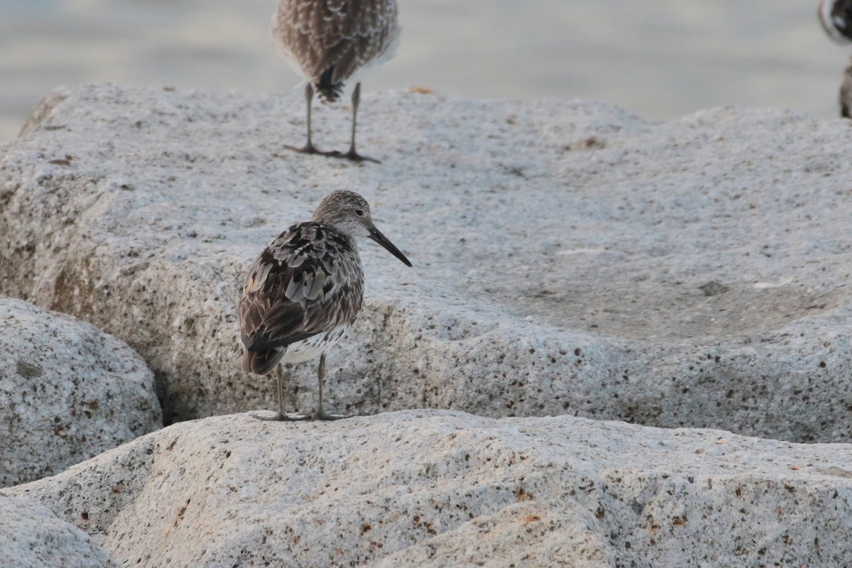 Great Knot - ML620484109