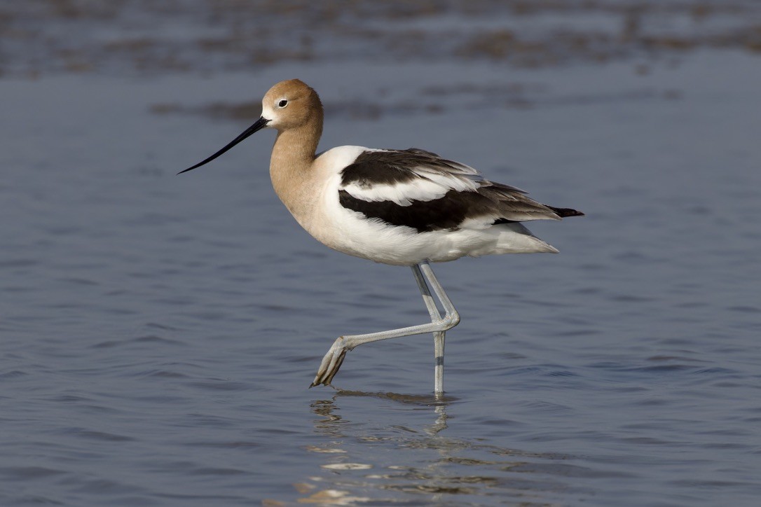 American Avocet - ML620484113