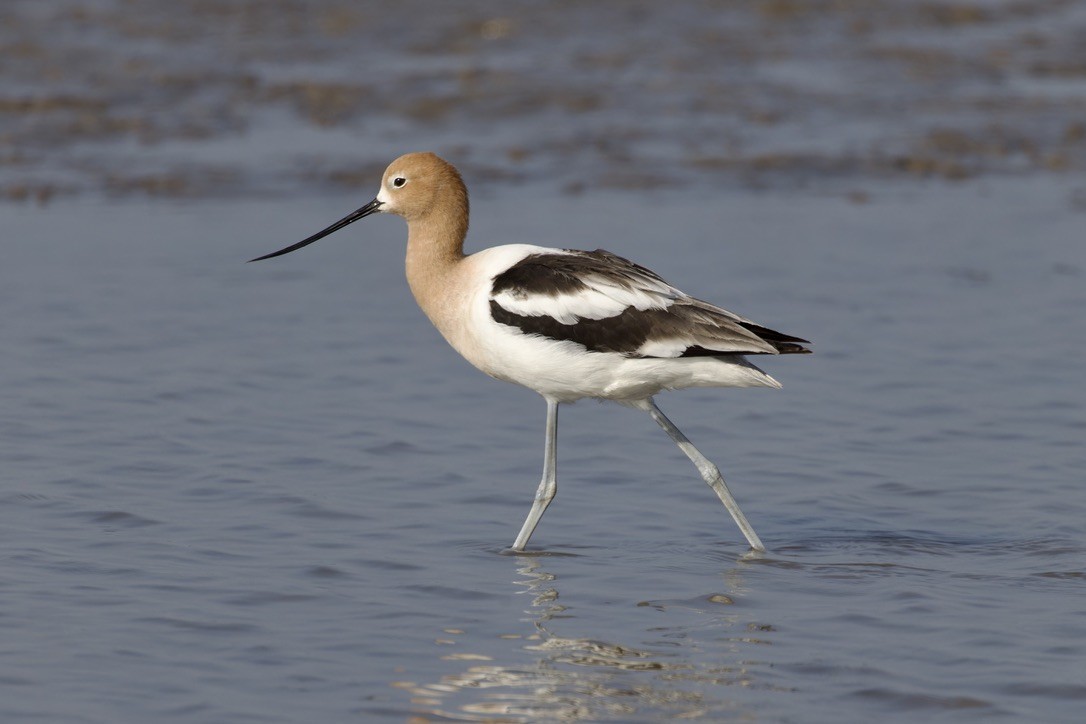 American Avocet - ML620484114