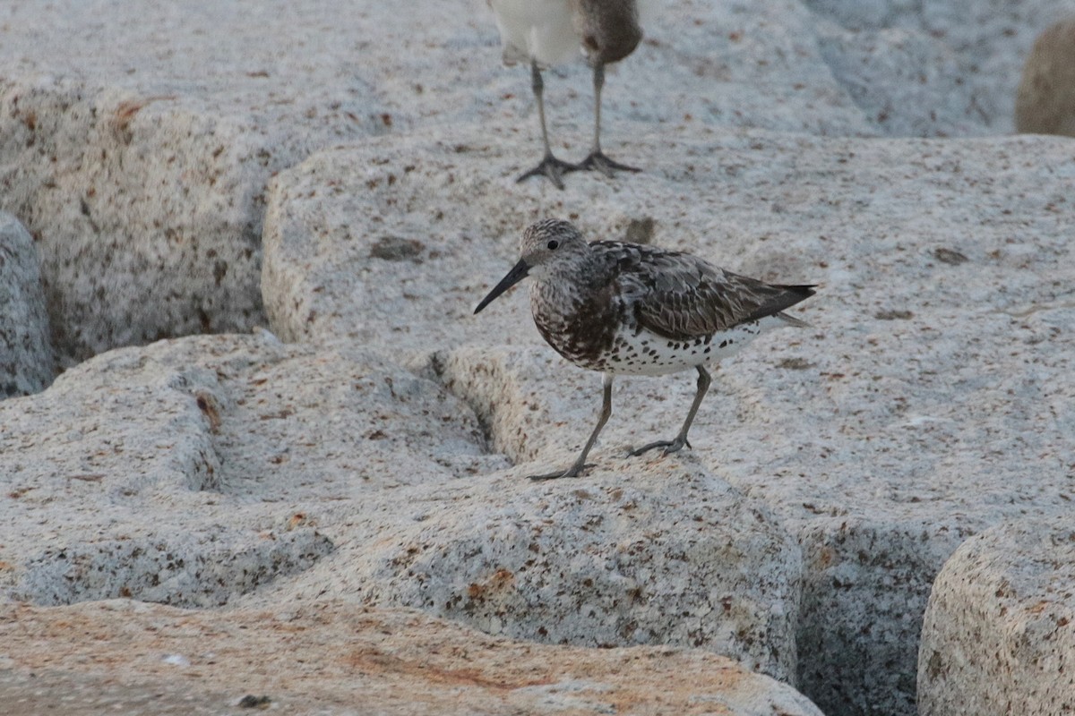 Great Knot - ML620484118