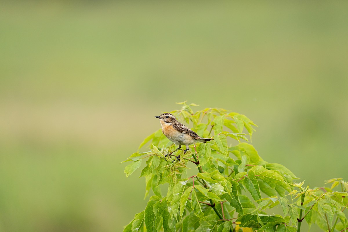 Whinchat - ML620484120