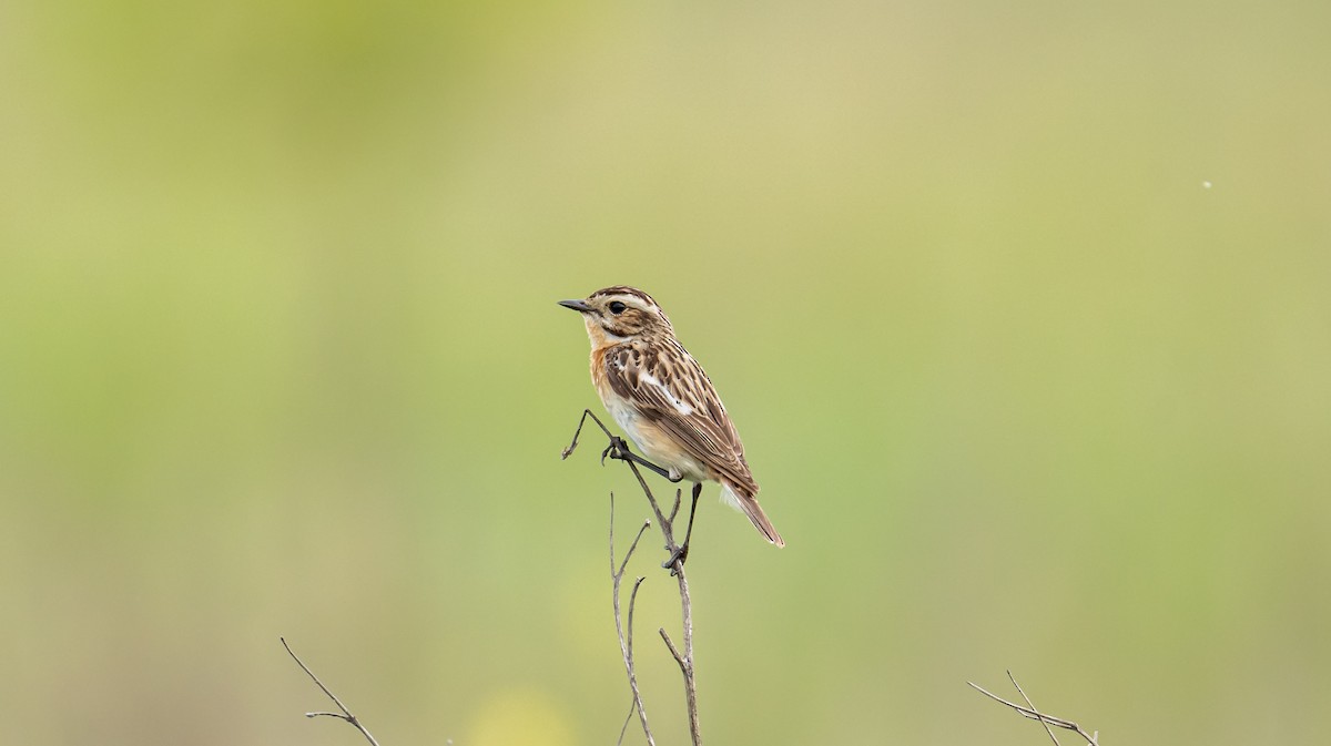 Whinchat - ML620484121