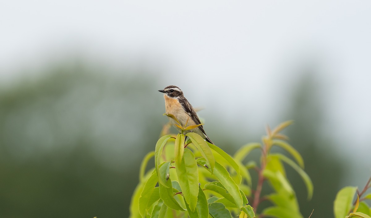 Whinchat - ML620484122