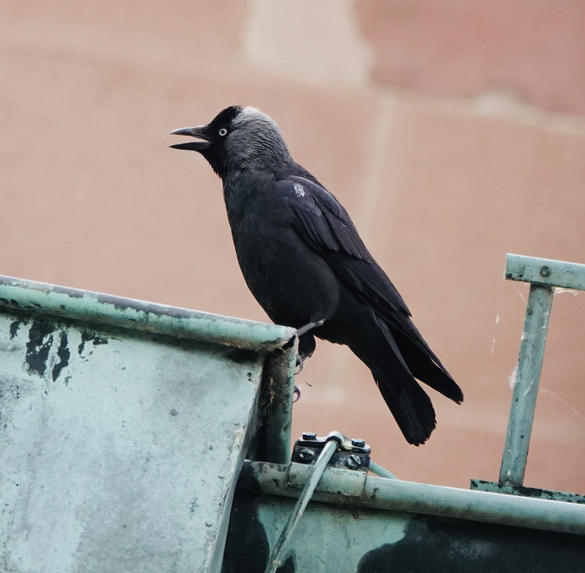 Eurasian Jackdaw - Patricia Cullen