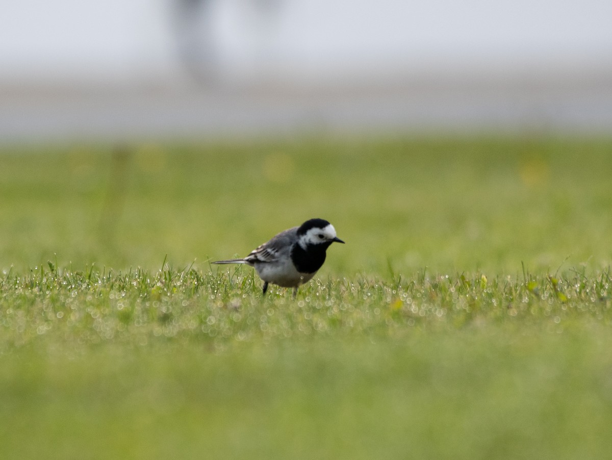 White Wagtail - ML620484133