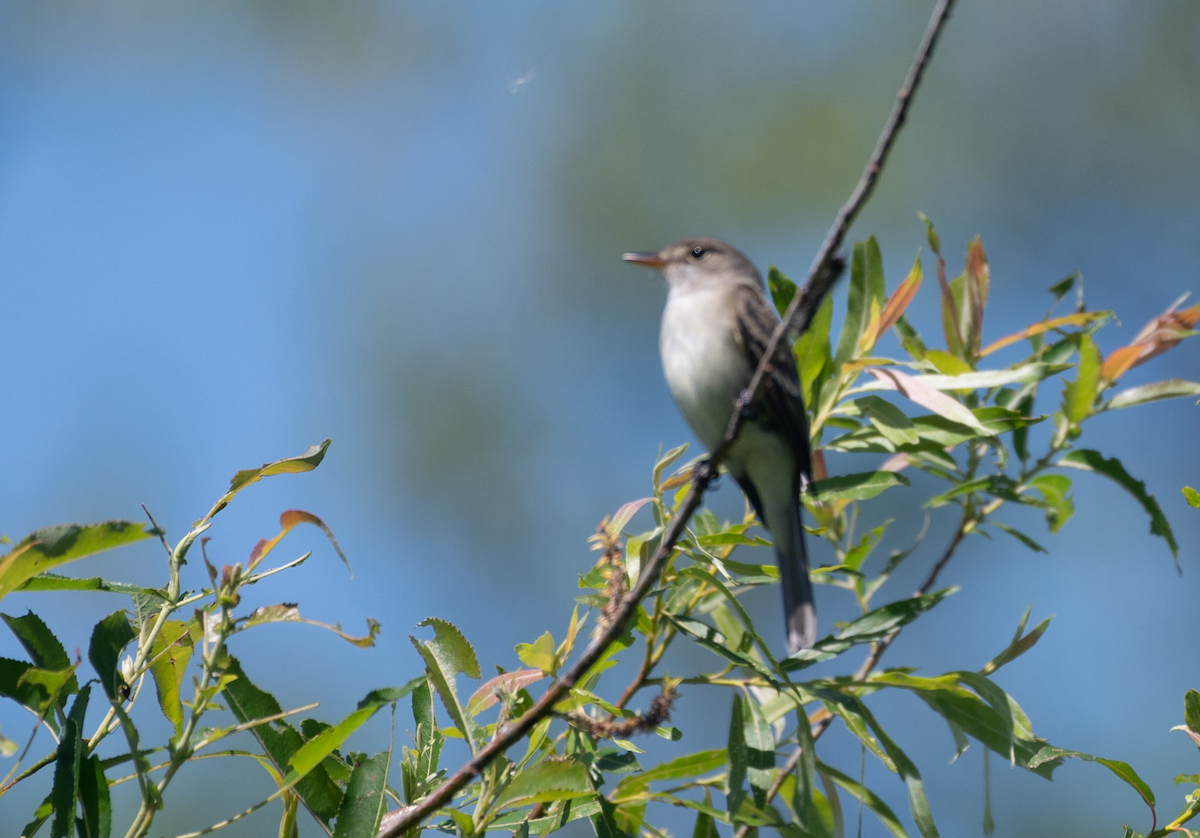 Willow Flycatcher - Jeff  Bahls