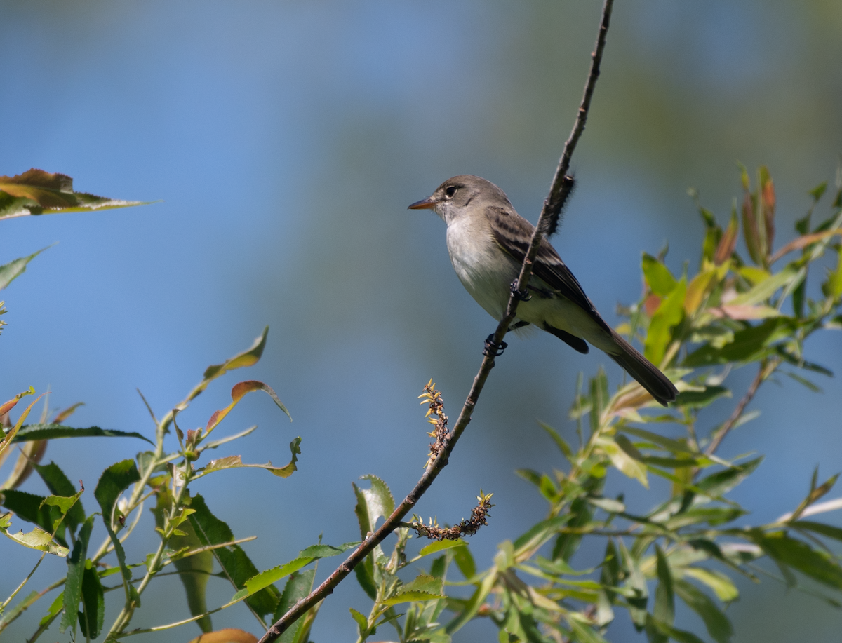 Willow Flycatcher - ML620484135