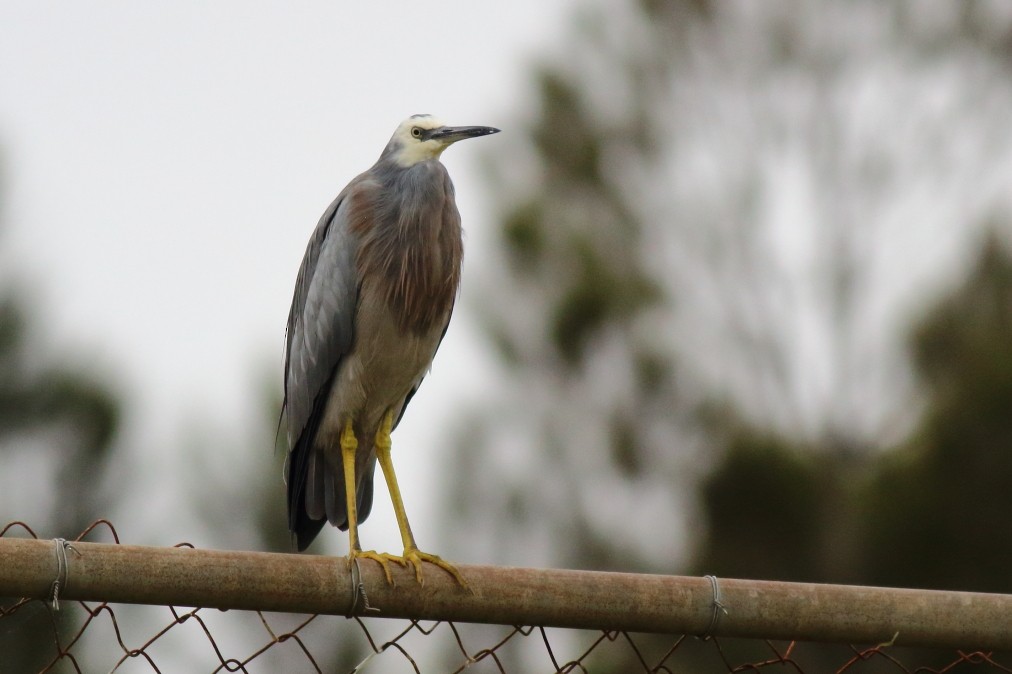 White-faced Heron - ML620484142