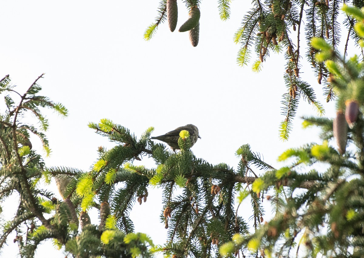 Red Crossbill - ML620484147