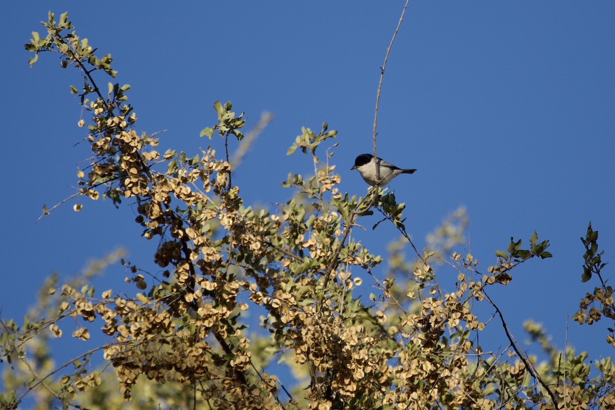 Black-backed Puffback - ML620484150