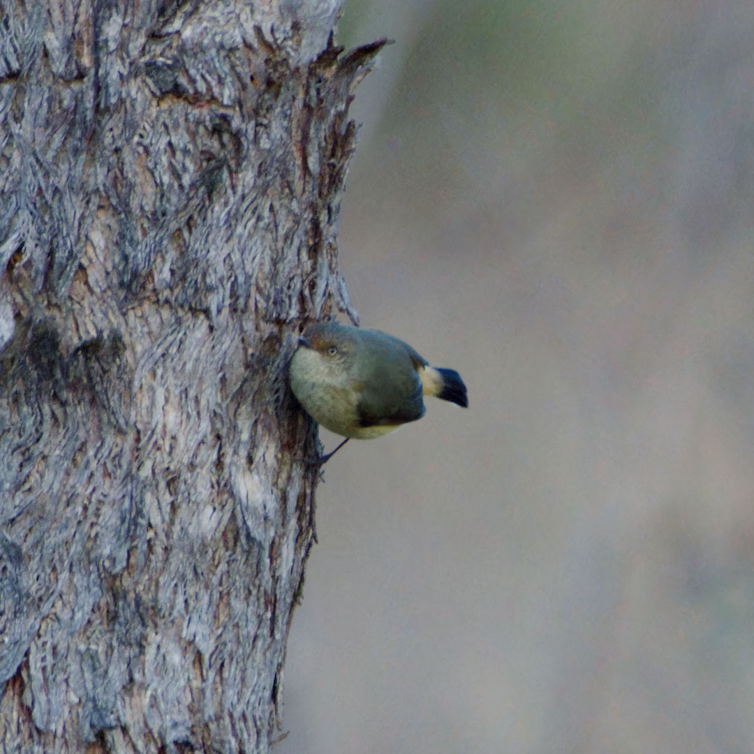 Buff-rumped Thornbill - ML620484151