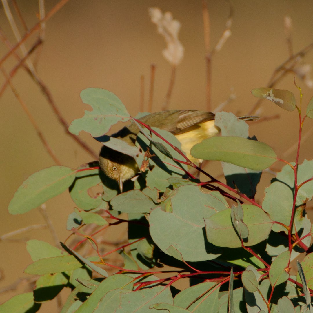 Buff-rumped Thornbill - ML620484152