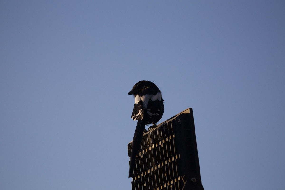 Magpie Shrike - Erik Olson