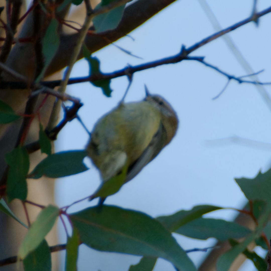 Striated Thornbill - ML620484161