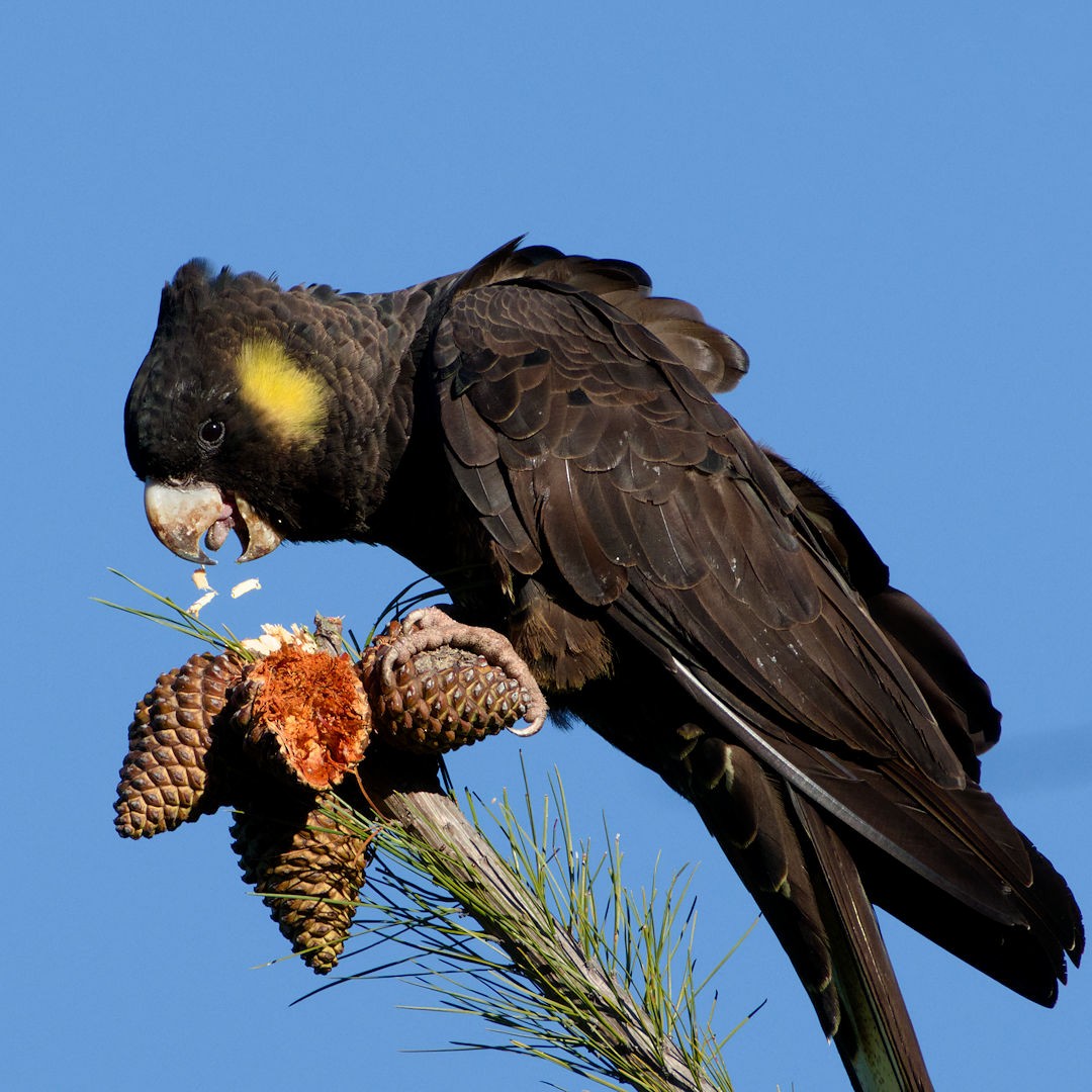 Yellow-tailed Black-Cockatoo - ML620484165