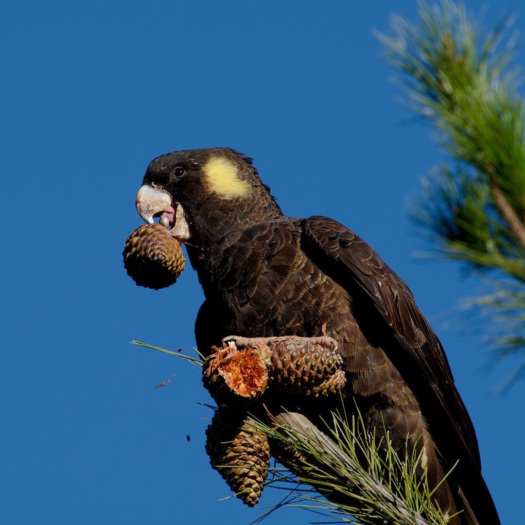 Cacatúa Fúnebre Coliamarilla - ML620484166